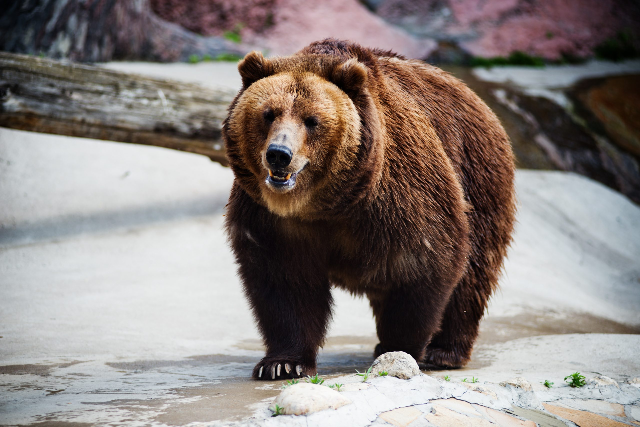 BEAR SANCTUARY