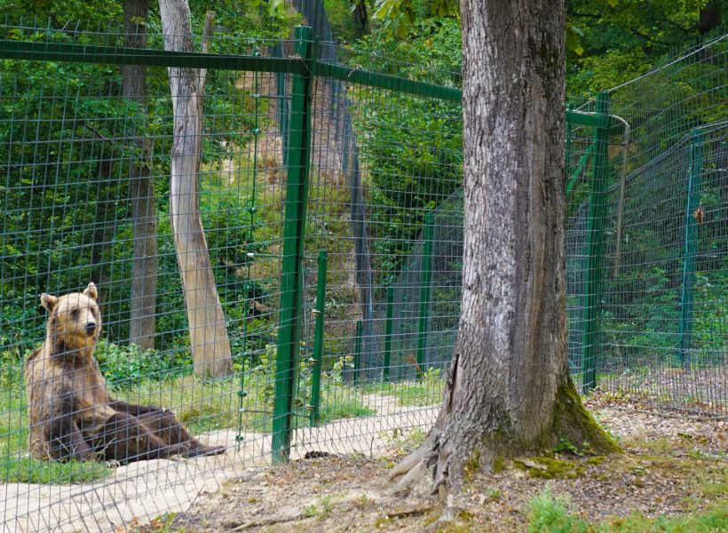 Romania,Bear,Sanctuary